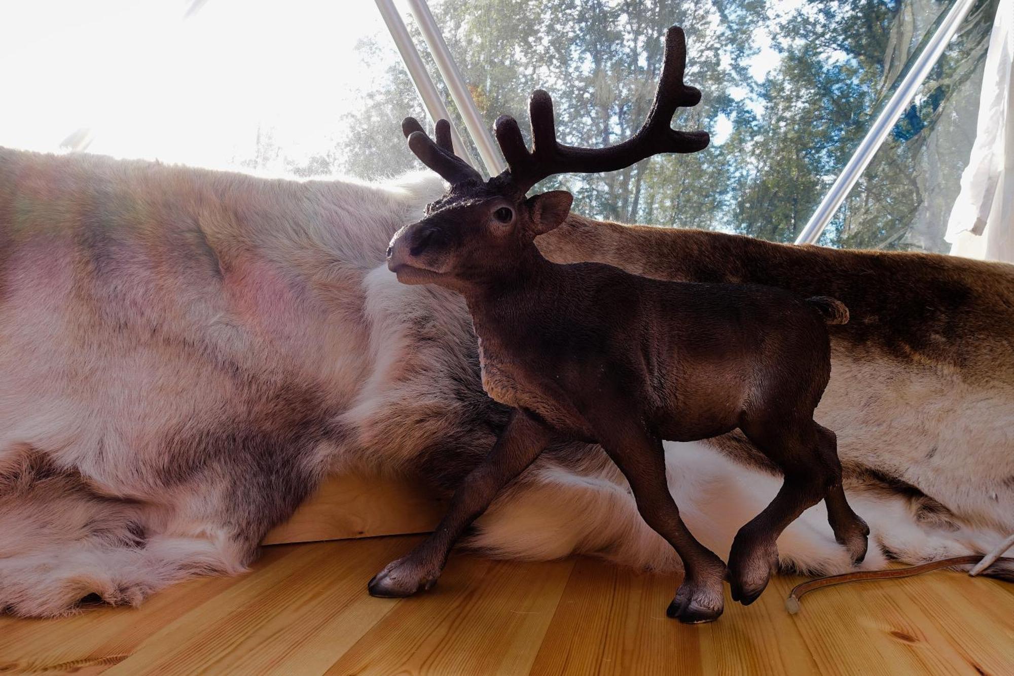 Wild Caribou Dome Lakselv Exterior foto